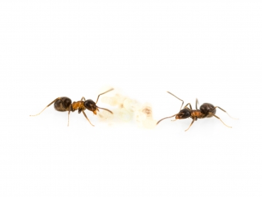 Lasius brunneus (Braune Holzameise)